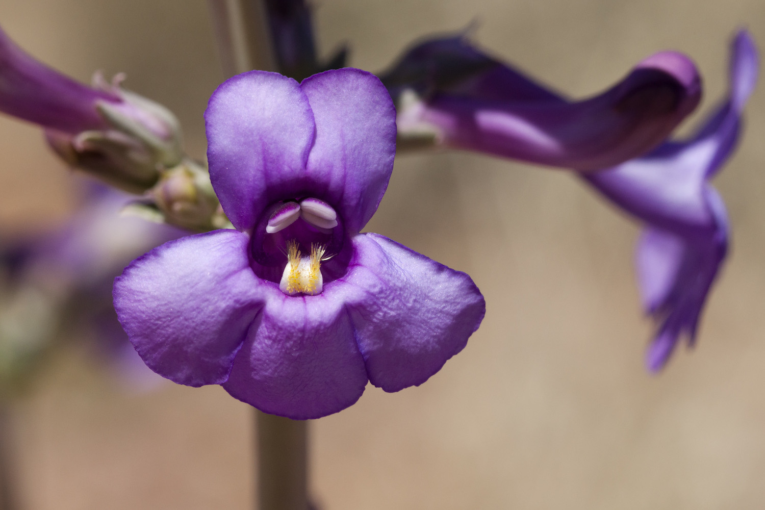 Tubular purple flowers of Penstemon fendleri