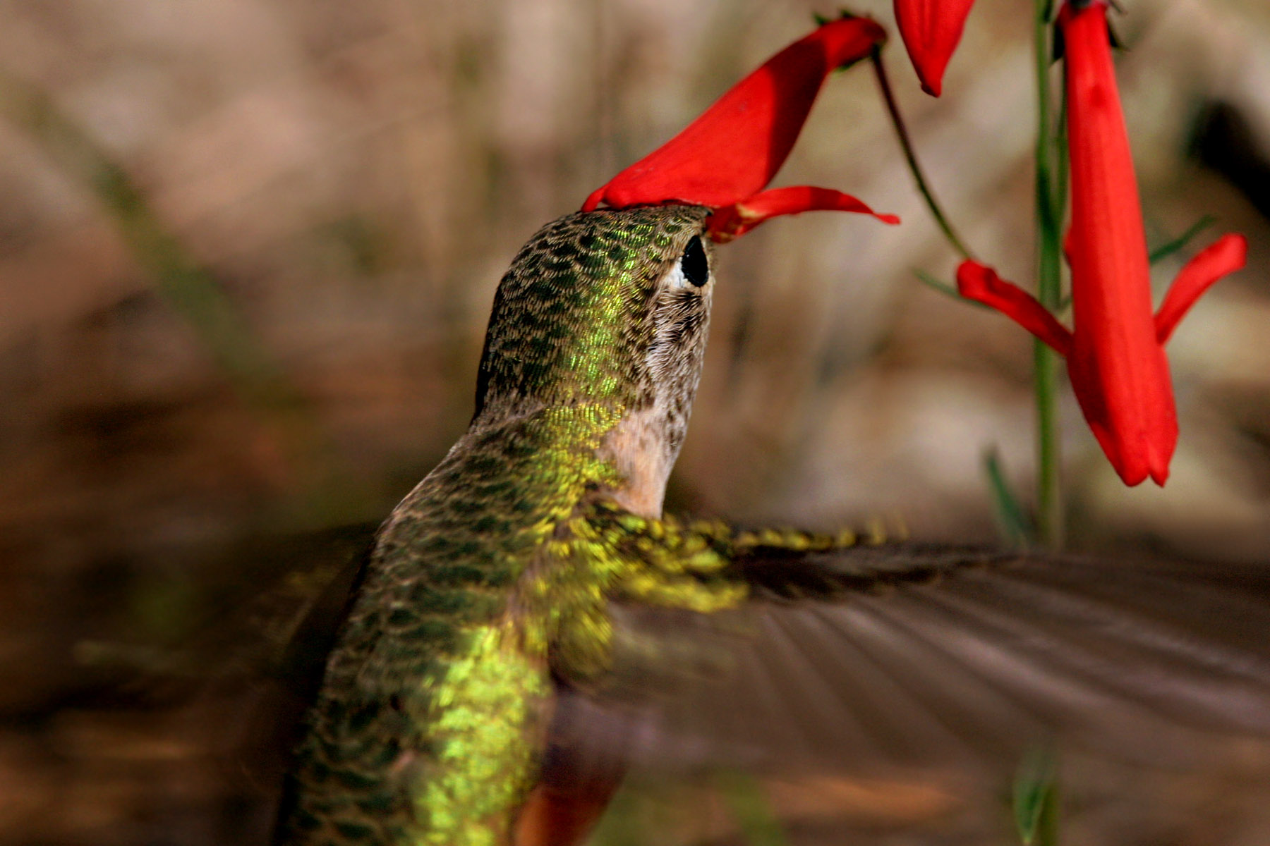 A hummingbird gathering nectar from the red flowers of Penstemon barbatus