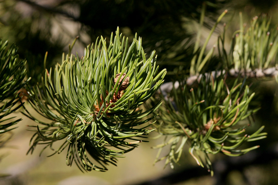 Dense needles hiding a small cone