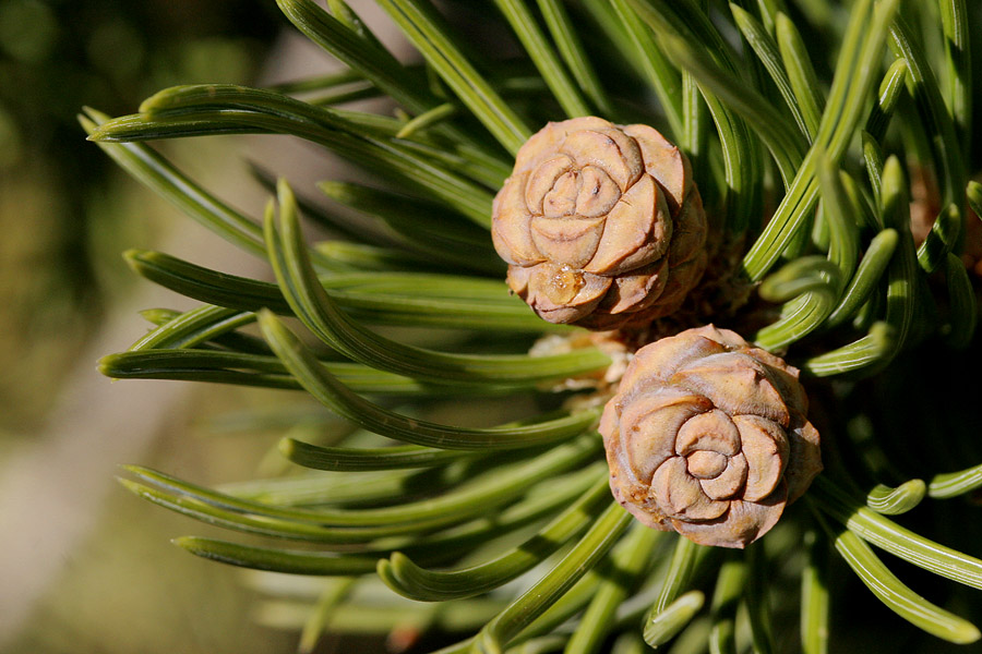 Two female cones surrounded by needles