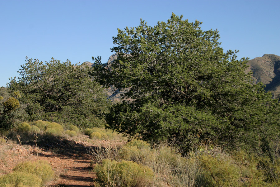 Growth habit showing shape and silhouette of tree