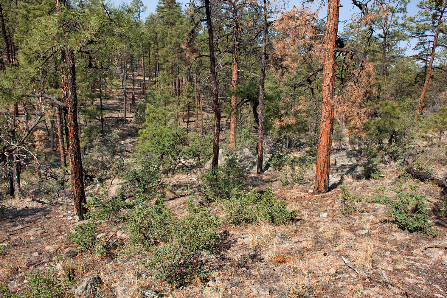 A stand of Ponderosas showing the spaciously arranged branches and the variation in bark due to age. The nearly black trees are young. Their bark will turn to a more golden grown at around 90 years.