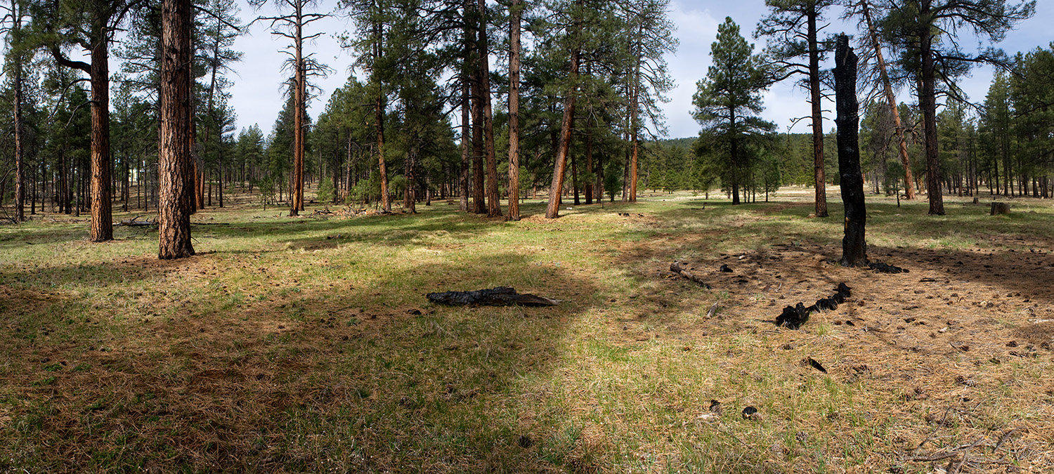 Ponderosa habitat showing traces of fire in a burned trunk