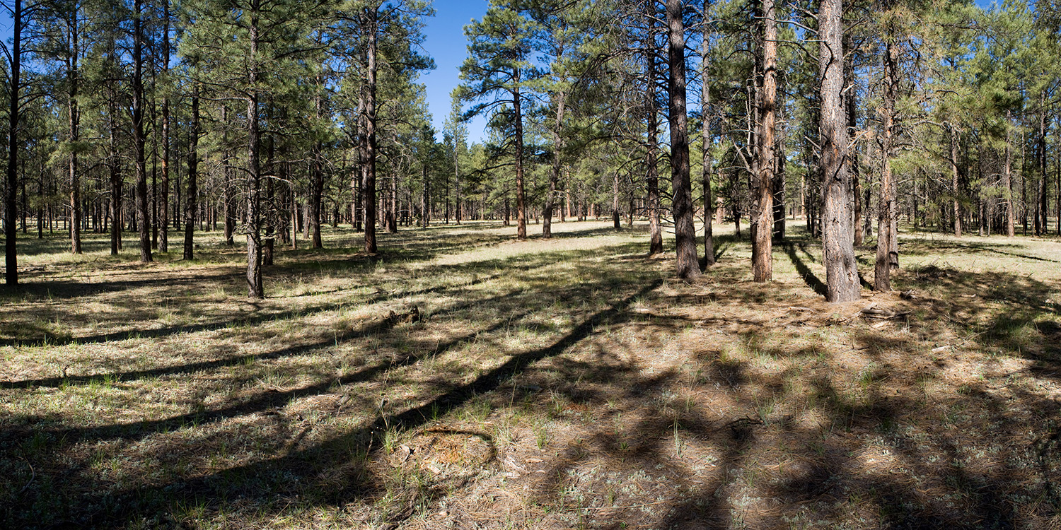 A stand of Ponderosas, whose foliage and spacing let light through to the ground