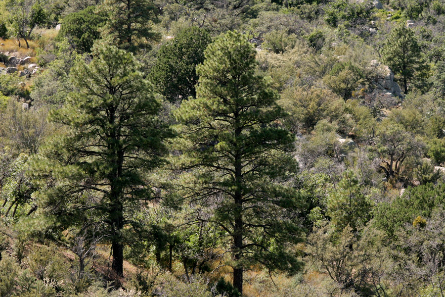 Growth habit of young Ponderosas, which have dark trunks and a characteristic conical shape