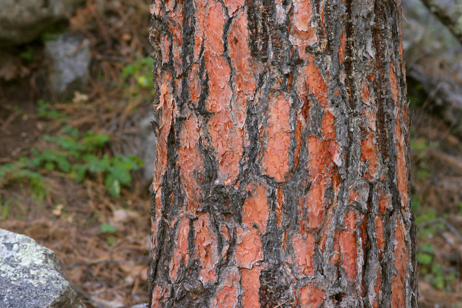 Broad plates and black lines in the characteristic bark of an older Ponderosa