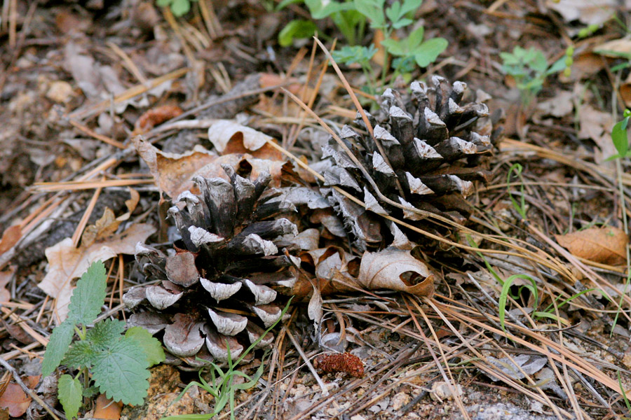 Ponderosa cones lying among needles on the forest floor