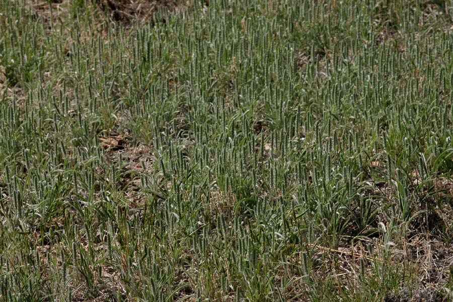 A dense stand of wooly Indian wheat