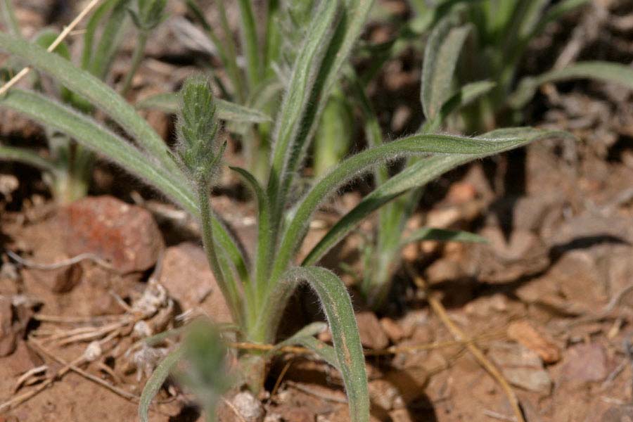 Fuzzy, lance-shaped basal leaves and an inflorescence stalk coming up from the base of the plant