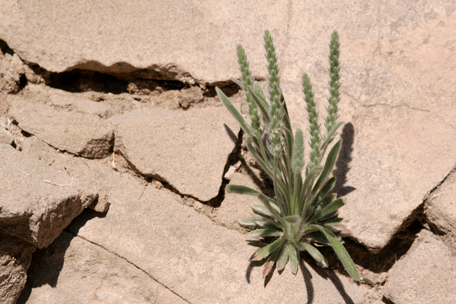 Growth habit showing basal leaves and multiple stalks, each with an tall, spike-shaped inflorescence