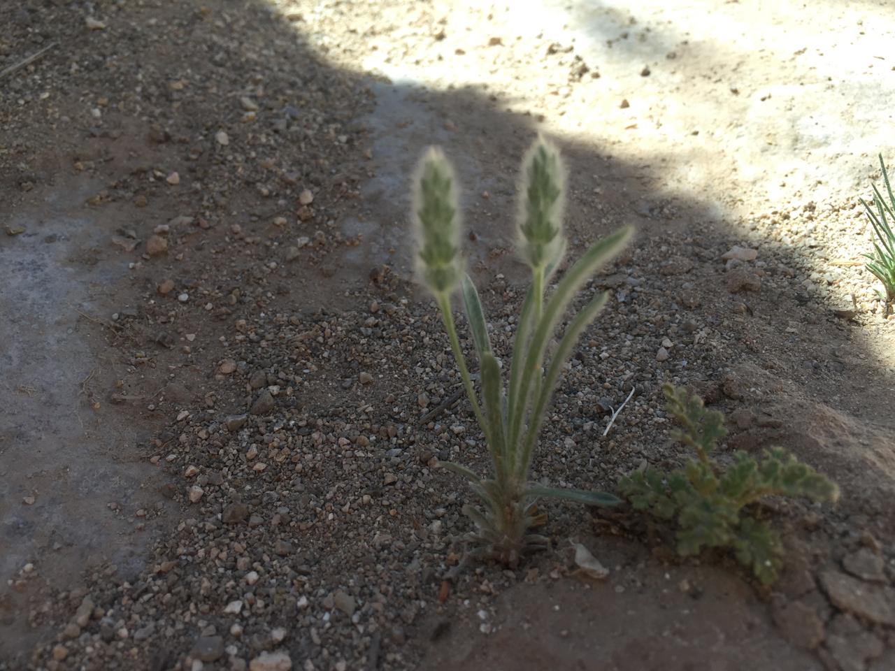 Small green plant with wooly flowers