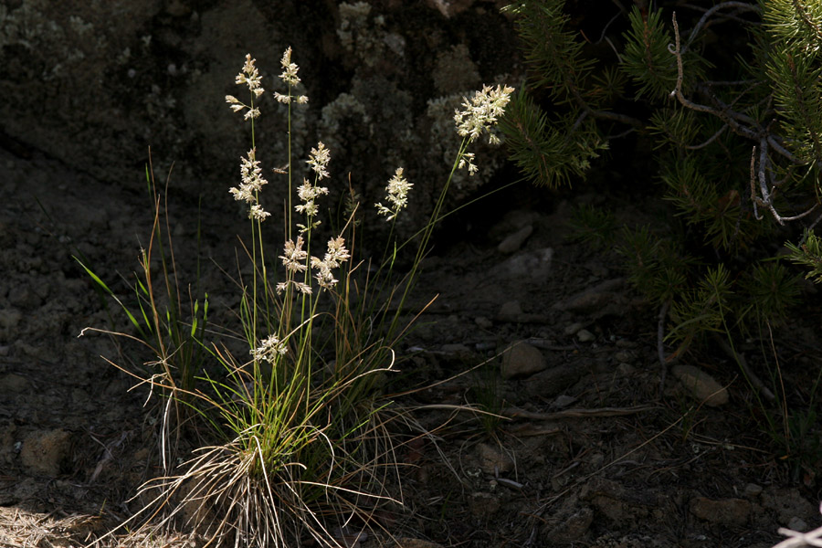 Bunchy growth habit, erect stalks, and panicles