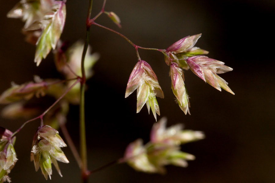 Close-up showing reddish-green seeds on a spikelet