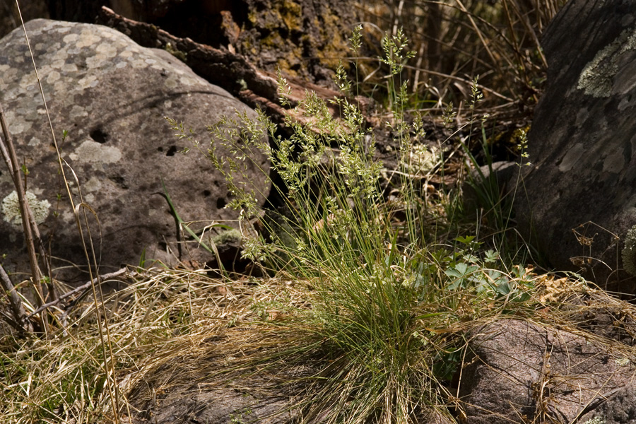 Bunch growth habit