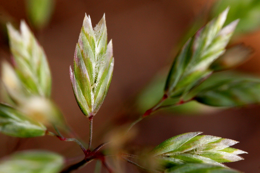 Spikelet with distinctive arrangement of seeds in a tight formation