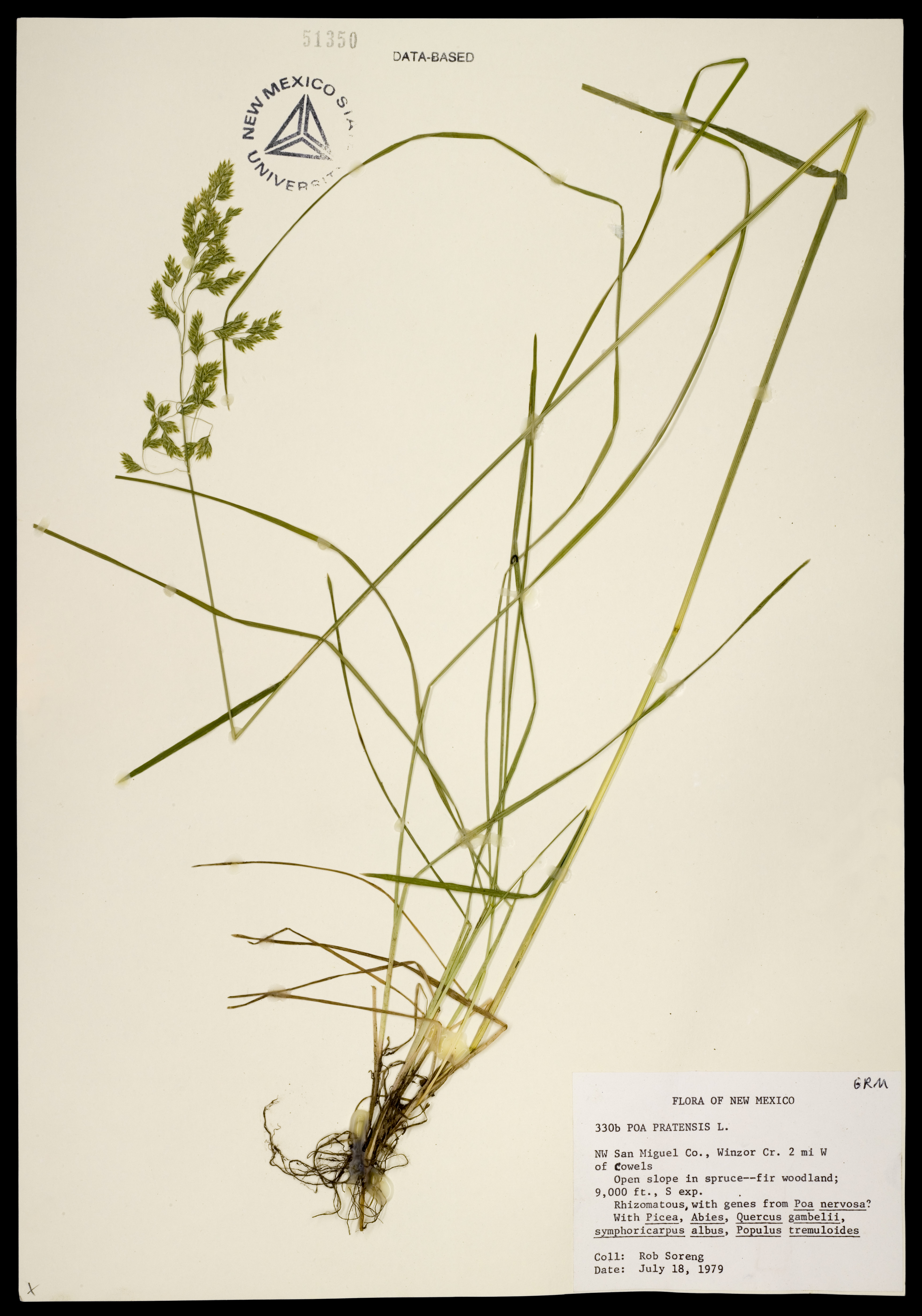 Herbarium specimen showing stems, leaf blades, and panicle