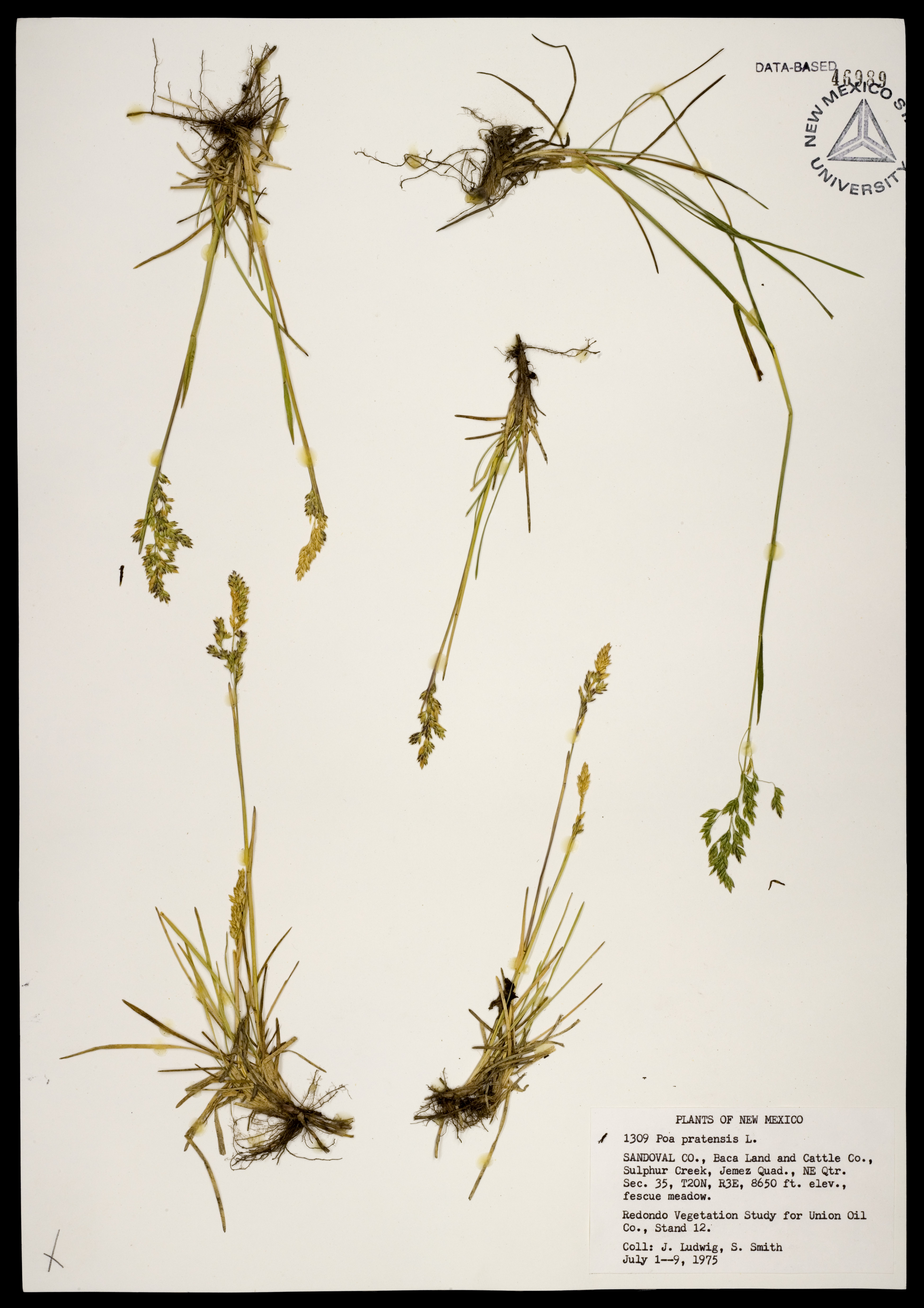 Herbarium specimen showing leaves and roots in addition to panicles with seeds