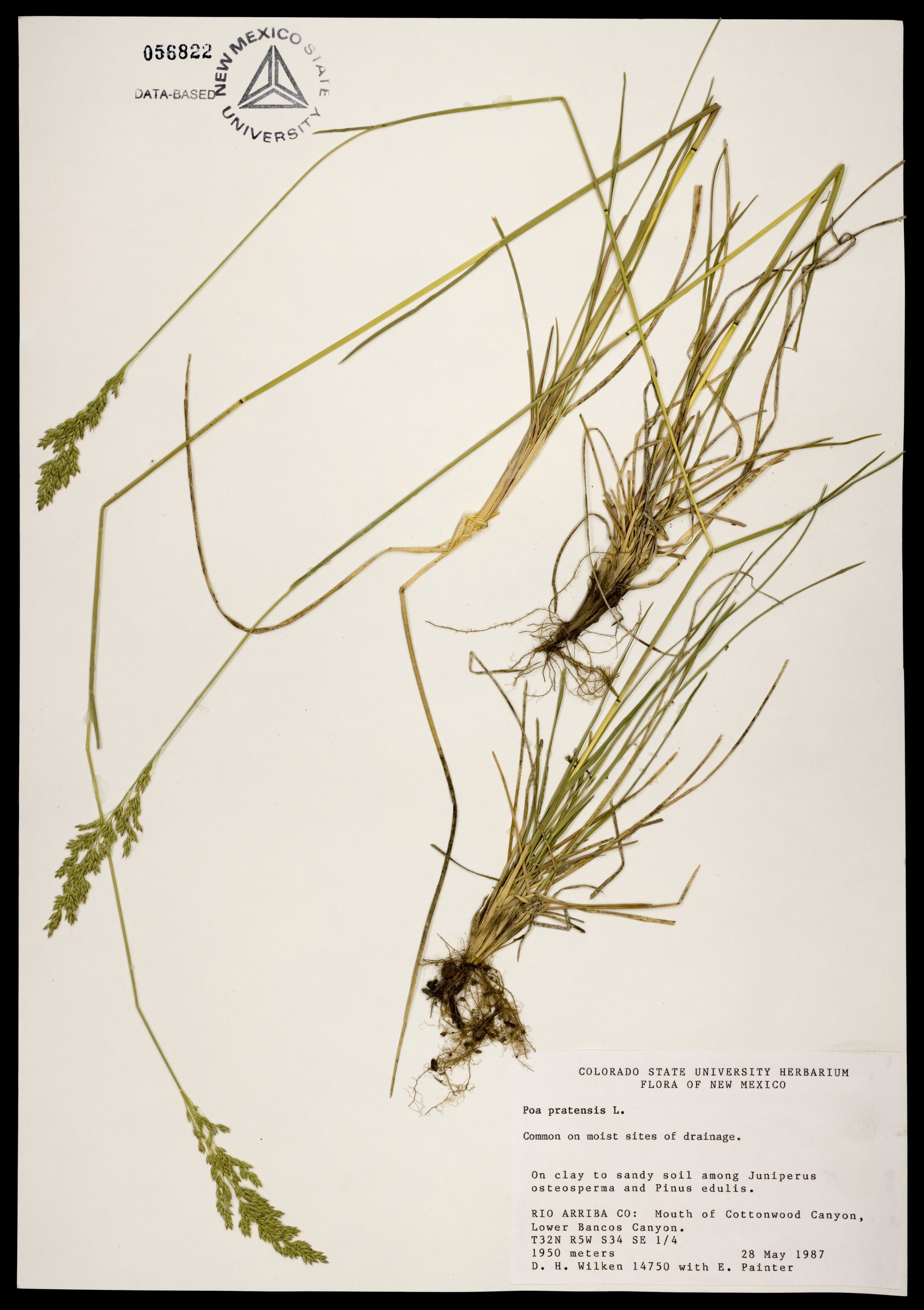 Herbarium specimen showing entire plants