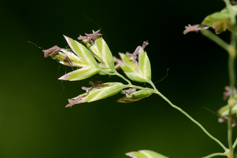 Close-up of open flowers