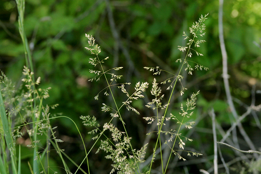 Panicles with pale green seeds
