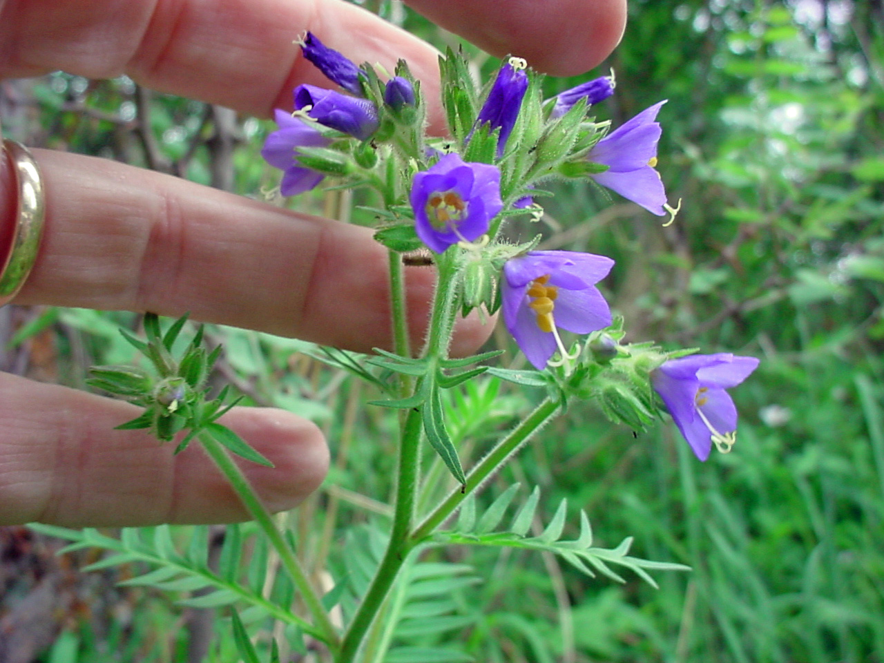 Cluster of purple, bell-shaped flowers with small leaflets attached to the stem below the flower cluster