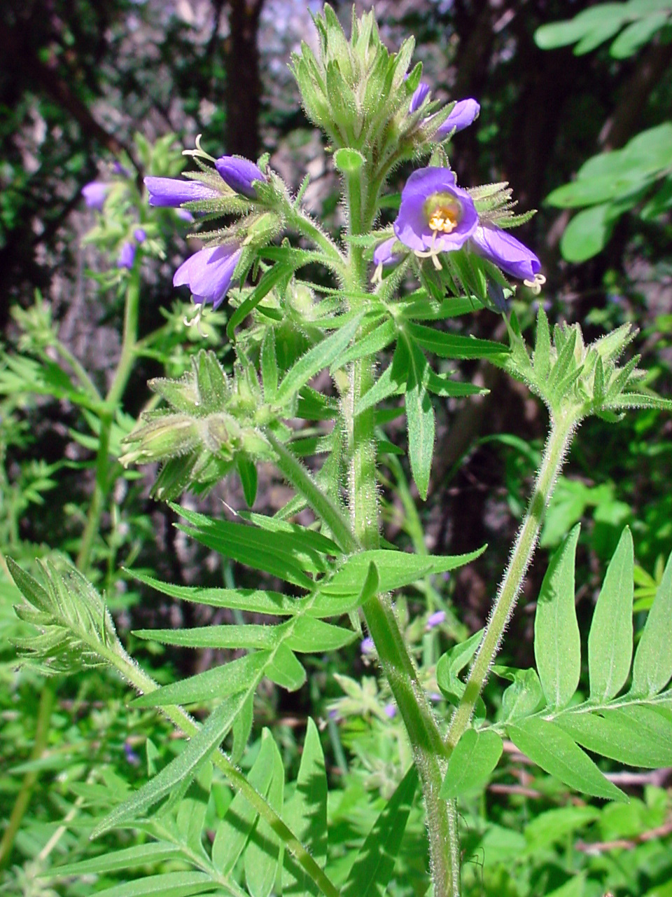 Top of stem showing arrangement of flowers and leaves