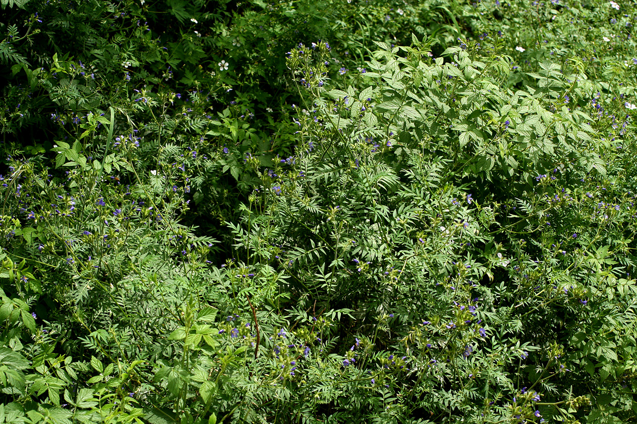 A dense stand of plants