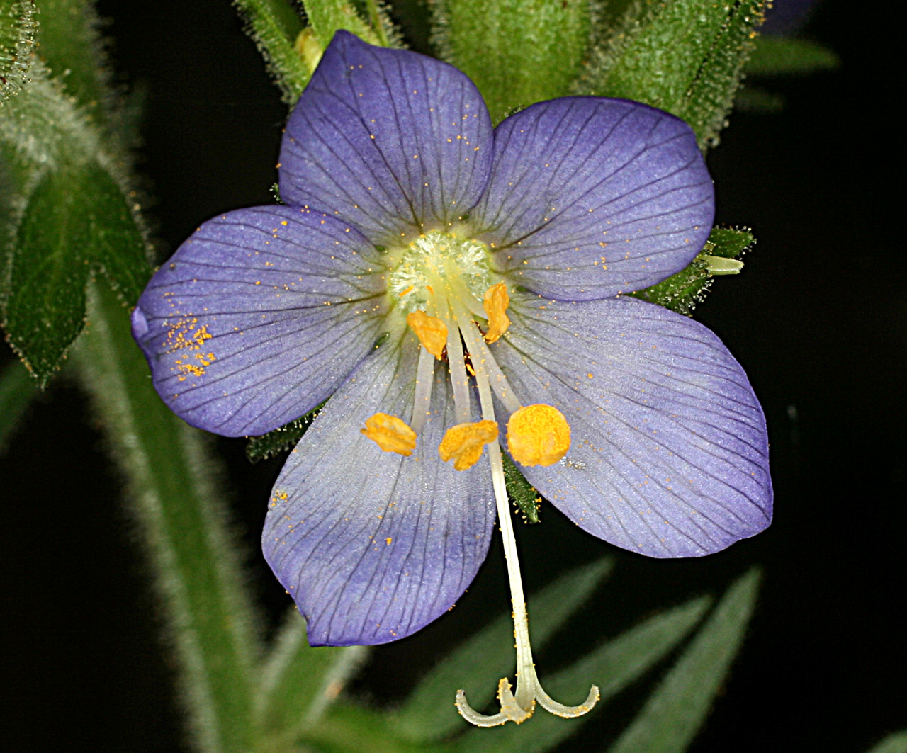 Close-up of flower showing five purple petals, pollen-covered stamens and a protruding style