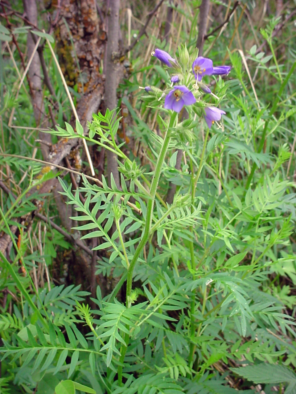 Stem with cluster of flowers