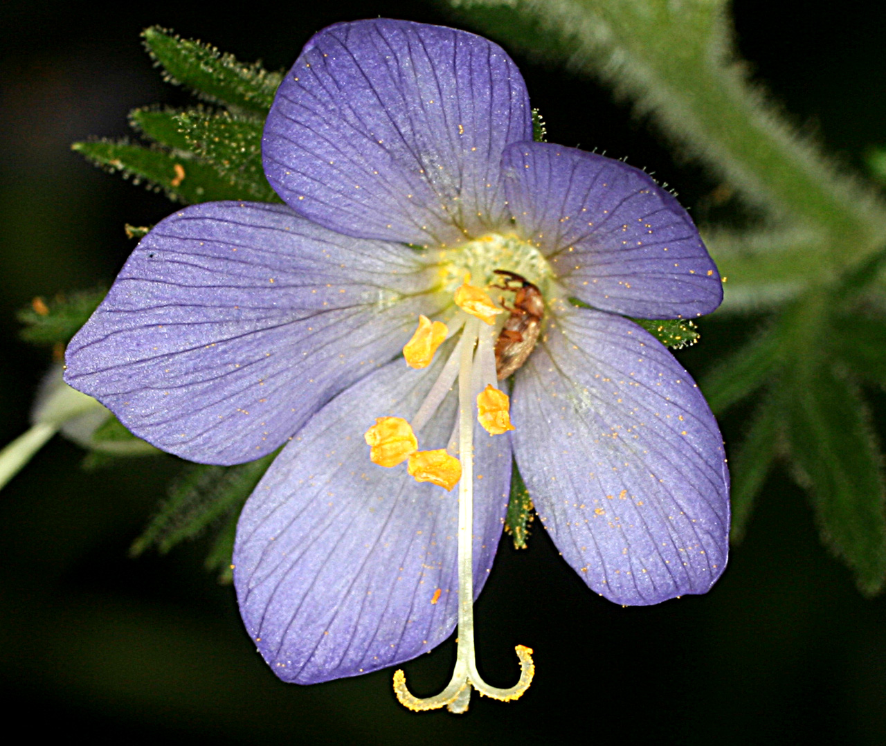 Close-up of flower showing five purple petals, pollen-covered stamens and a protruding style