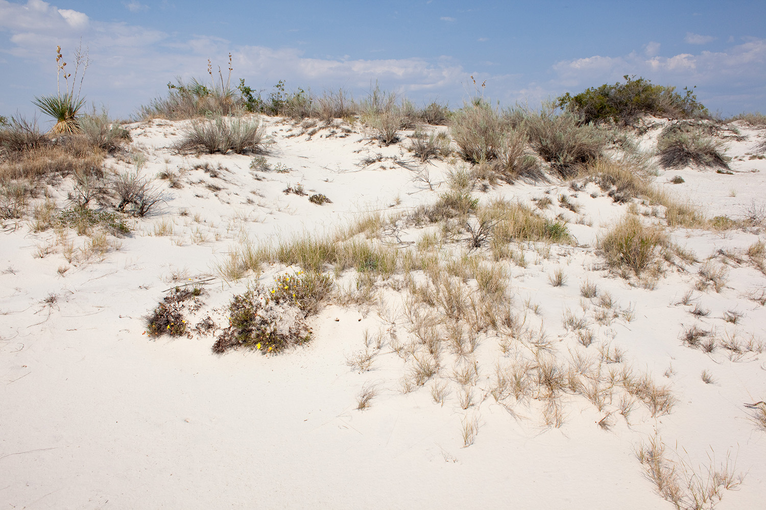 Growth habit in dune habitat