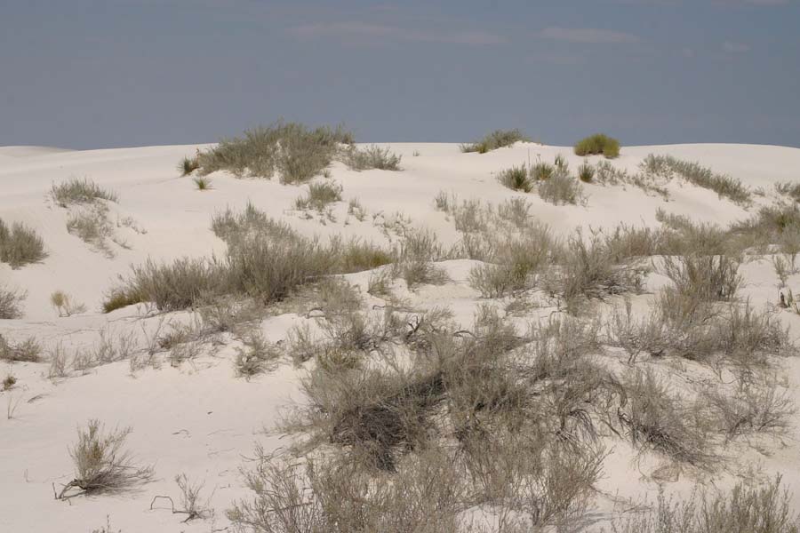 Dune habitat