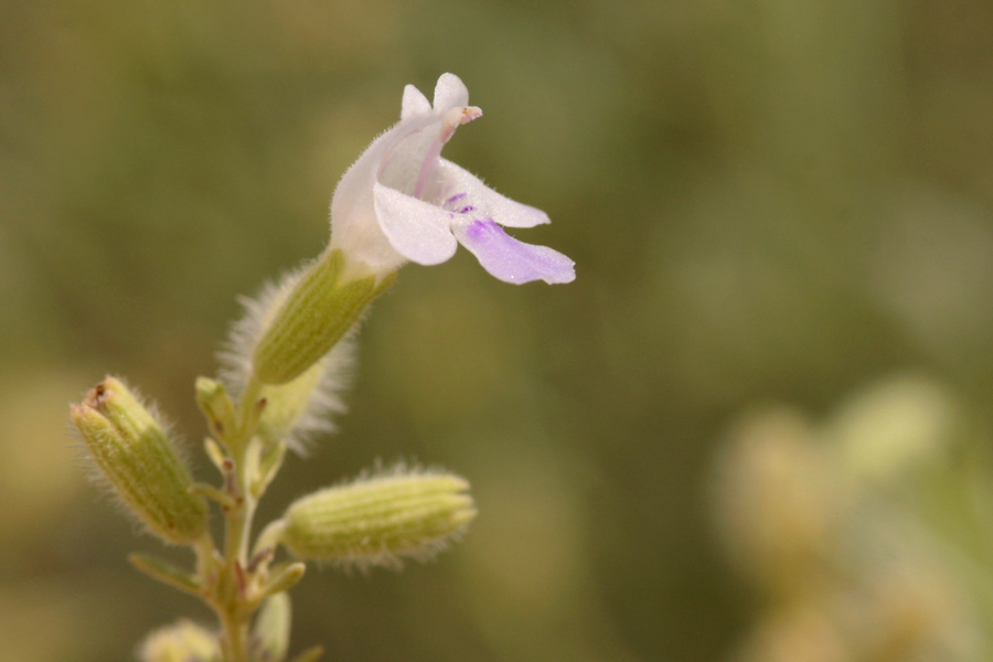 Tubular white flower with lavender lip and fuzzy calyx