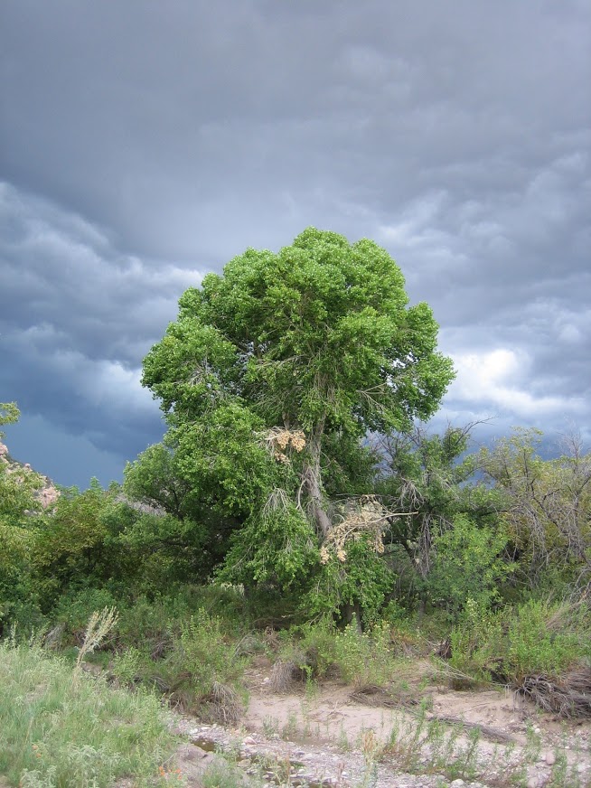 Growth habit and silhouette of a tall specimen