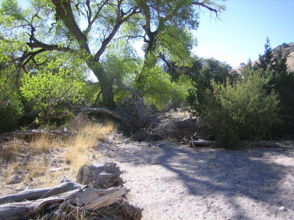 Pattern of branches and foliage