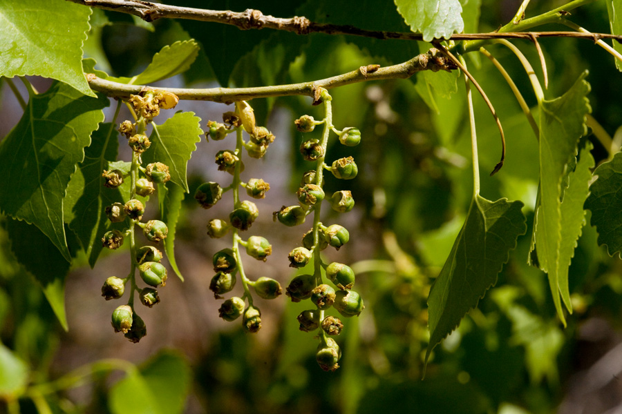 Small, green, immature fruits hanging in small clusters