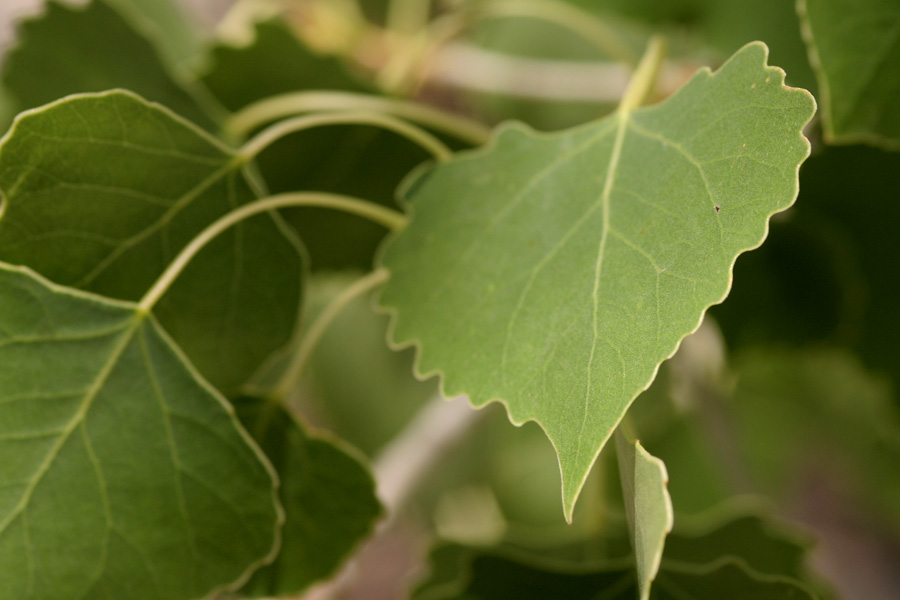 Characteristic cordate (heart-shaped) leaves with crenate (toothed) margins