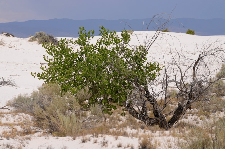 Growth habit of a specimen in sand dune habitat