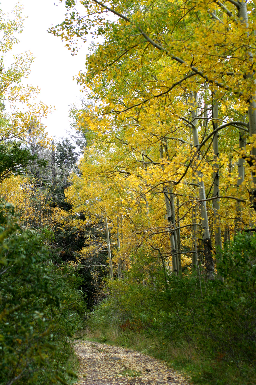 Yellow fall foliage in an aspen stand