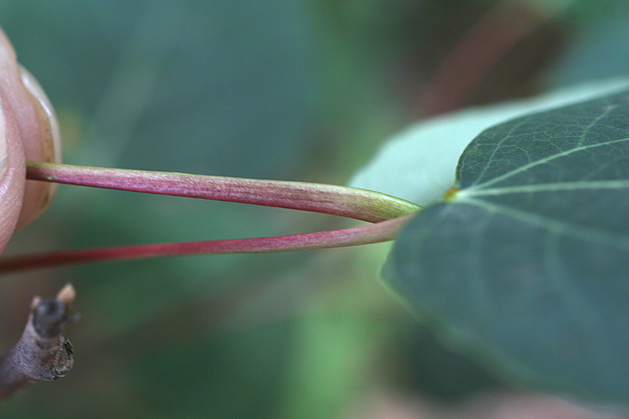 Reddish-green, flattened leaf petiole (leaf stalk)
