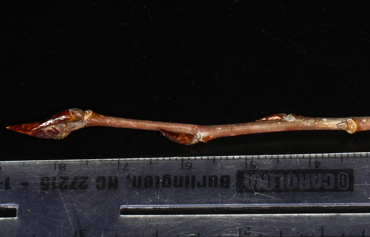 Winter twig with burnished red buds