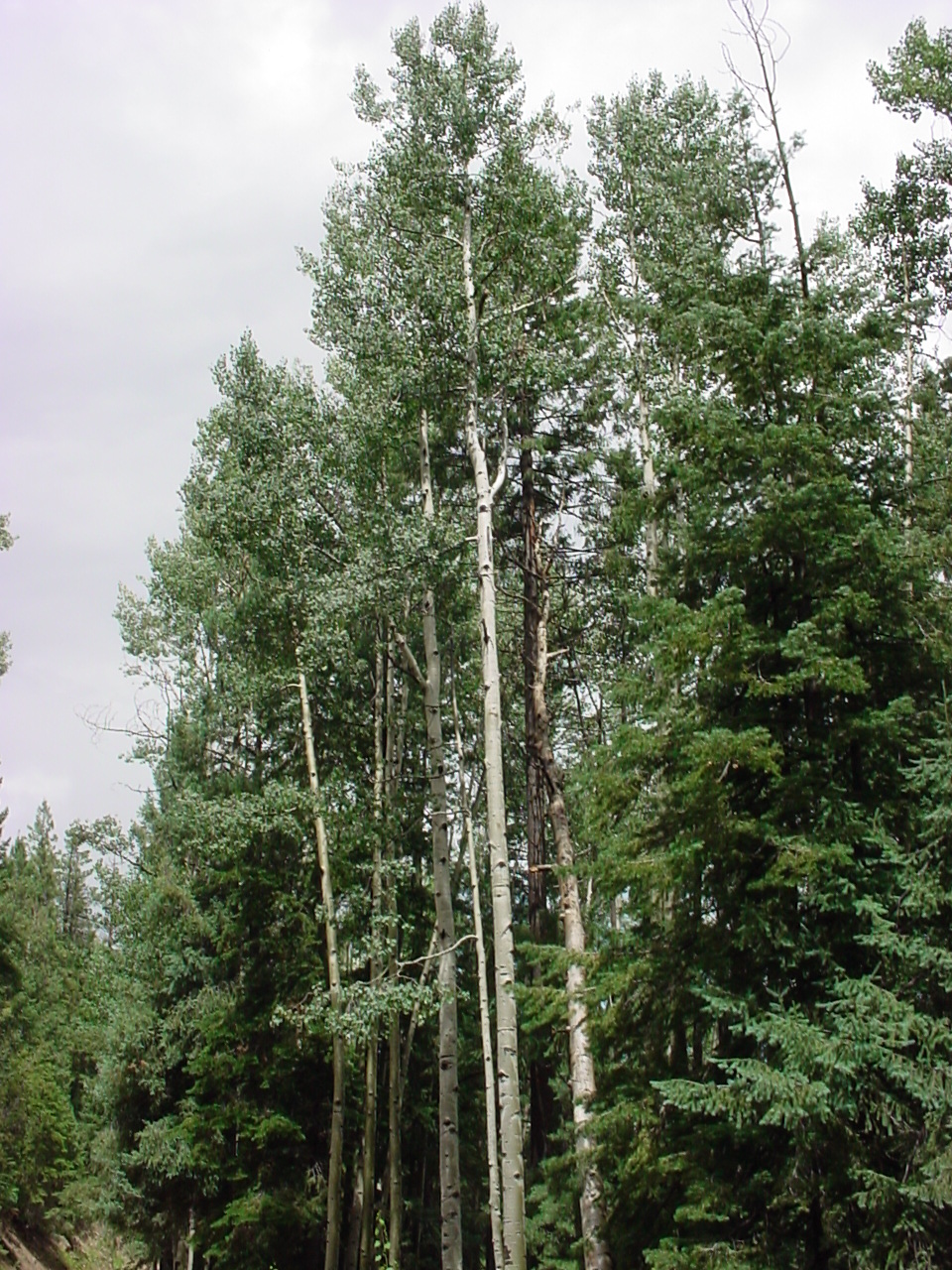 Growth habit showing tall trunks and denser foliage near the top of the tree