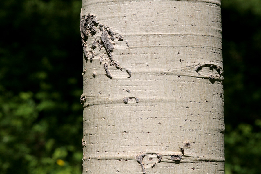 Distinctive white bark marked by tiny dots, lines, and scars