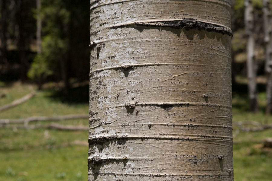 Another example of bark. This tree is less white, and more of a gray color.