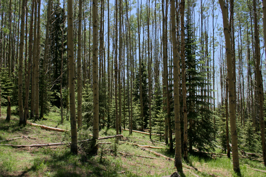 A stand of mature aspens with young spruces growing in the understory