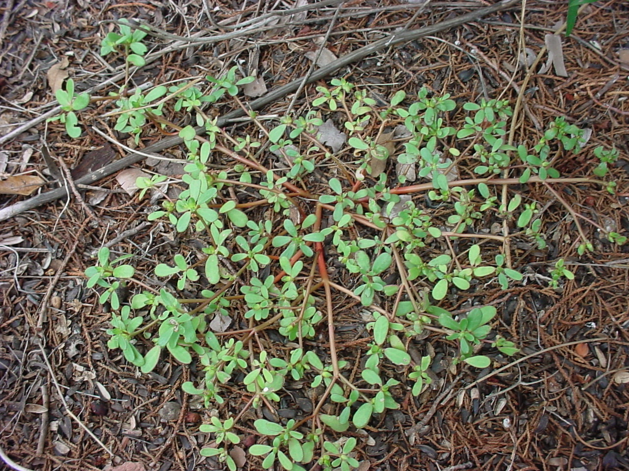 Wider view of growth habit, showing spreading, red stems.