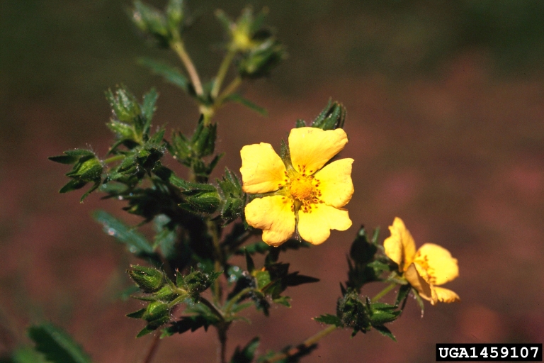 Five-petalled yellow flowers