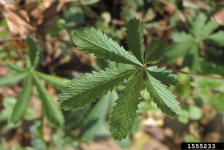 Palmate leaves with toothed, elongated leaflets