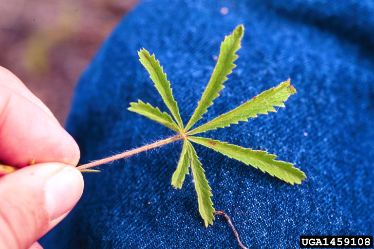 Palmate leaves with toothed, elongated leaflets