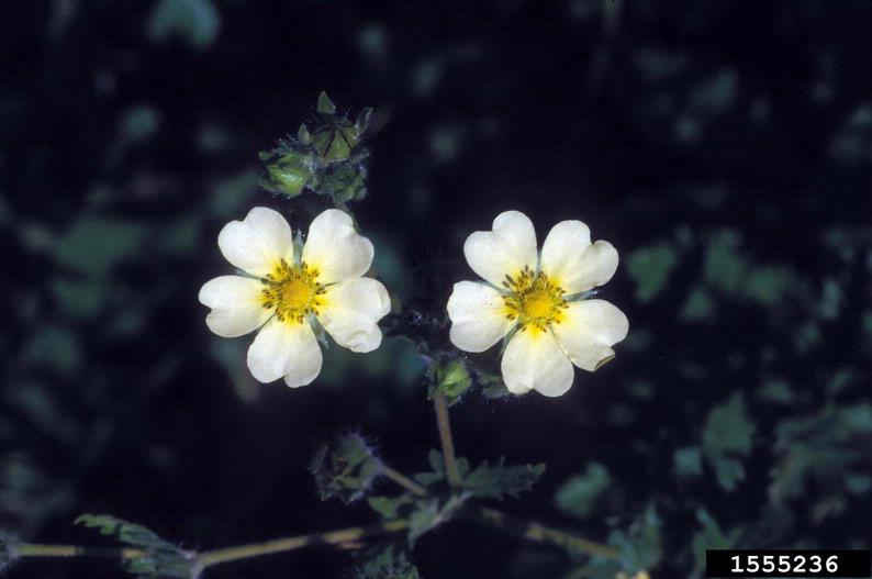 Close-up of two white flowers with yellow centers dusted with pollen.